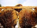 Пчеловодство Турции в первом полугодии 2023 года