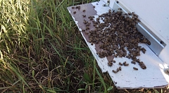 Химическая атака на пчел в России летом 2019 года. Осмысление итогов
