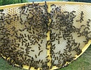 Эргономичные ульи и рамки для воссоздания естественных популяций пчел