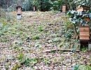 Господдержка – спасательный круг для пчеловодства Японии