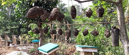Индонезия. Парадоксы развития национального пчеловодства