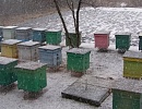 Анкета: Потери пчелиных семей в зимовку 2016/2017 в России