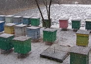Анкета: Потери пчелиных семей в зимовку 2016/2017 в России