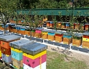 Пчеловодство Сербии в 2018 году