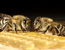 Судьбу российского пчеловодства должны решать сами пчеловоды