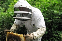 Влияние на пчелиные семьи вируса мешотчатого расплода