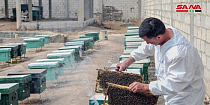 Пчеловодство Сирии оживает после гражданской войны