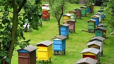 Пчеловодство Азербайджана: тенденции развития