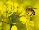 Пчелы и рапс в Канаде Пчелы и рапс в Канаде