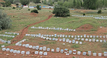Пчеловодство Турции по данным Международной федерации пчеловодных ассоциаций - Апимондии