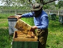 Основные принципы и методы искусственного размножения пчелиных семей (часть 3)
