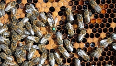 Бесконтрольный завоз инородных пород пчел. Эпидемия помутившегося разума