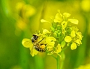 Туманное будущее пчеловодства в Ростовской области