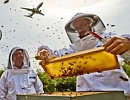 Пчелы среди самолетов