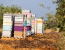 Перспективы исчезновения пчел и пчеловодов в США. Очередной миф или реальность? 