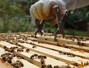 США: Гибель пчелиных семей держится на высоком уровне
