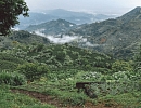 Пчеловодство Колумбии демонстрирует устойчивый рост