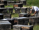 Коронавирус ударил по пчеловодству Китая