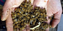 Ущерб от гибели пчел в российских регионах оценивается экспертом в 2 млрд рублей