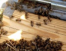 Массовая гибель пчел в России из-за отравления пестицидами