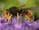Азиатский шершень-убийца пчел наступает на Великобританию