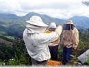 Пчеловодство Мексики в 2014 году