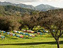 Пчеловодство Чили на пике мегазасухи и природных пожаров