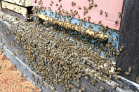 Основные принципы и методы искусственного размножения пчелиных семей (часть 6)