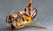 О реальном ущербе от гибели пчёл