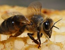 Дегенерация медоносной пчелы. Причины, последствия и перспективы