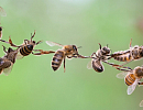 Пчёлы зовут! К годовщине Первого съезда Союза пчеловодов России