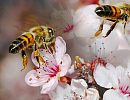Органическое пчеловодство в мире в 2020 году