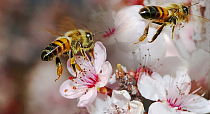 Органическое пчеловодство в мире в 2020 году