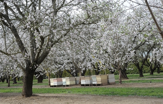 Стоимость опыления в 2016 году, опыление пчелами