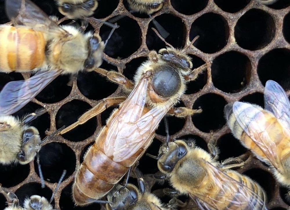 Статистика США сообщает противоречивые данные о количестве пчелосемей в стране